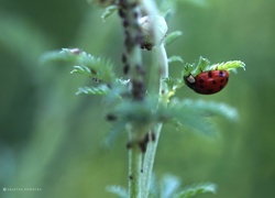 Oryginalny obrazek