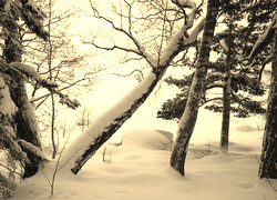 Szary + Sepia