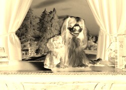 Sepia + Negatyw