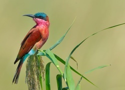 Oryginalny obrazek