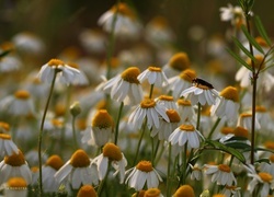 Oryginalny obrazek