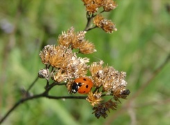 Oryginalny obrazek