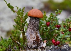Oryginalny obrazek