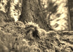 Szary + Sepia