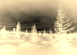 Sepia + Negatyw