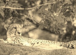 Szary + Sepia