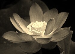Sepia
