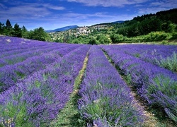 Oryginalny obrazek
