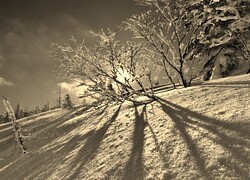 Szary + Sepia