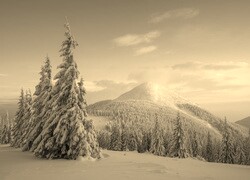 Szary + Sepia