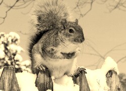 Szary + Sepia
