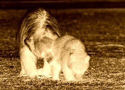 Sepia + Negatyw