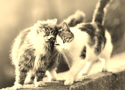 Szary + Sepia