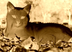 Sepia + Negatyw