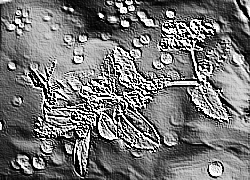 Skamielina