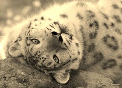 Sepia