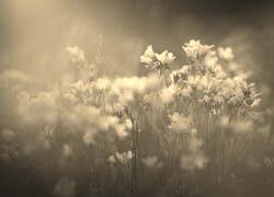 Szary + Sepia