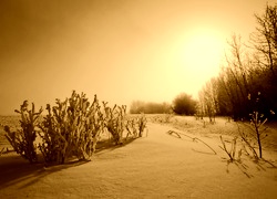 Sepia