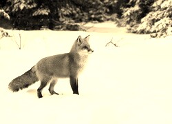 Szary + Sepia