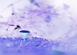 Negatyw