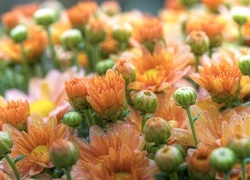 Oryginalny obrazek
