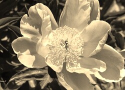 Sepia