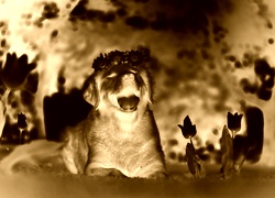 Sepia + Negatyw