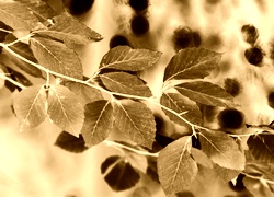 Sepia + Negatyw