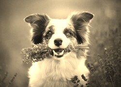 Szary + Sepia