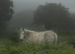 Oryginalny obrazek