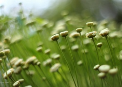 Oryginalny obrazek