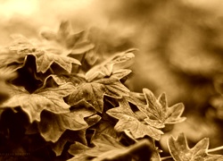 Sepia