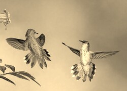 Szary + Sepia