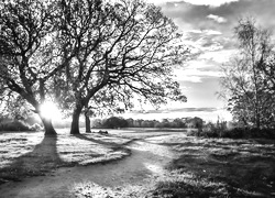 Szary + Sepia