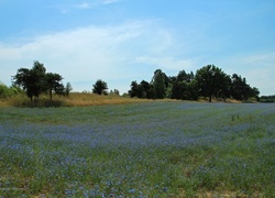 Oryginalny obrazek