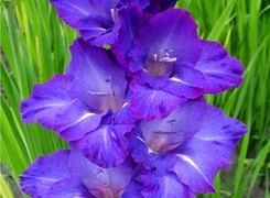Oryginalny obrazek
