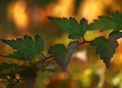 Oryginalny obrazek
