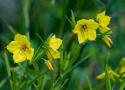Oryginalny obrazek