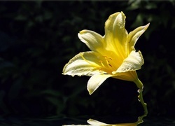 Oryginalny obrazek