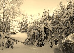 Szary + Sepia