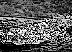 Skamielina