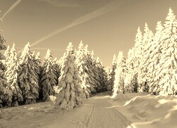 Szary + Sepia