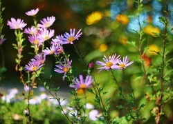 Oryginalny obrazek