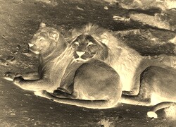 Sepia + Negatyw