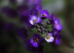 Oryginalny obrazek