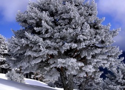 Oryginalny obrazek