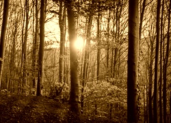 Sepia