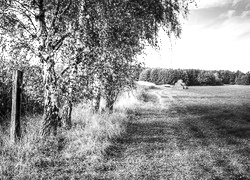 Szary + Sepia