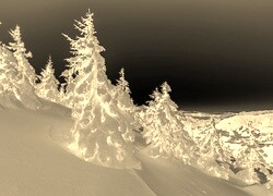 Sepia + Negatyw