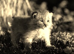 Szary + Sepia